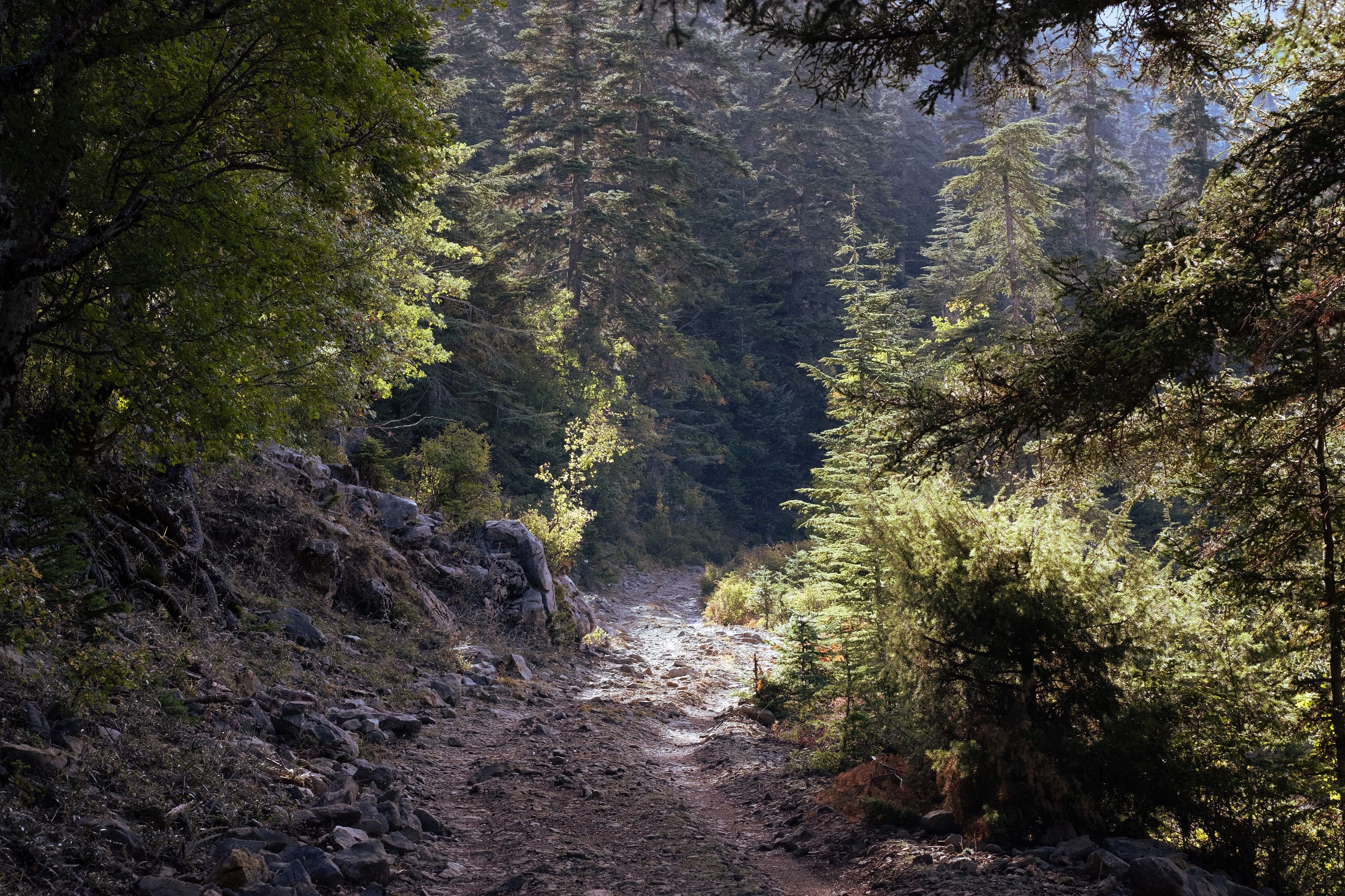 La foresta di pini del Parco di Talassemtane lungo il sentiero