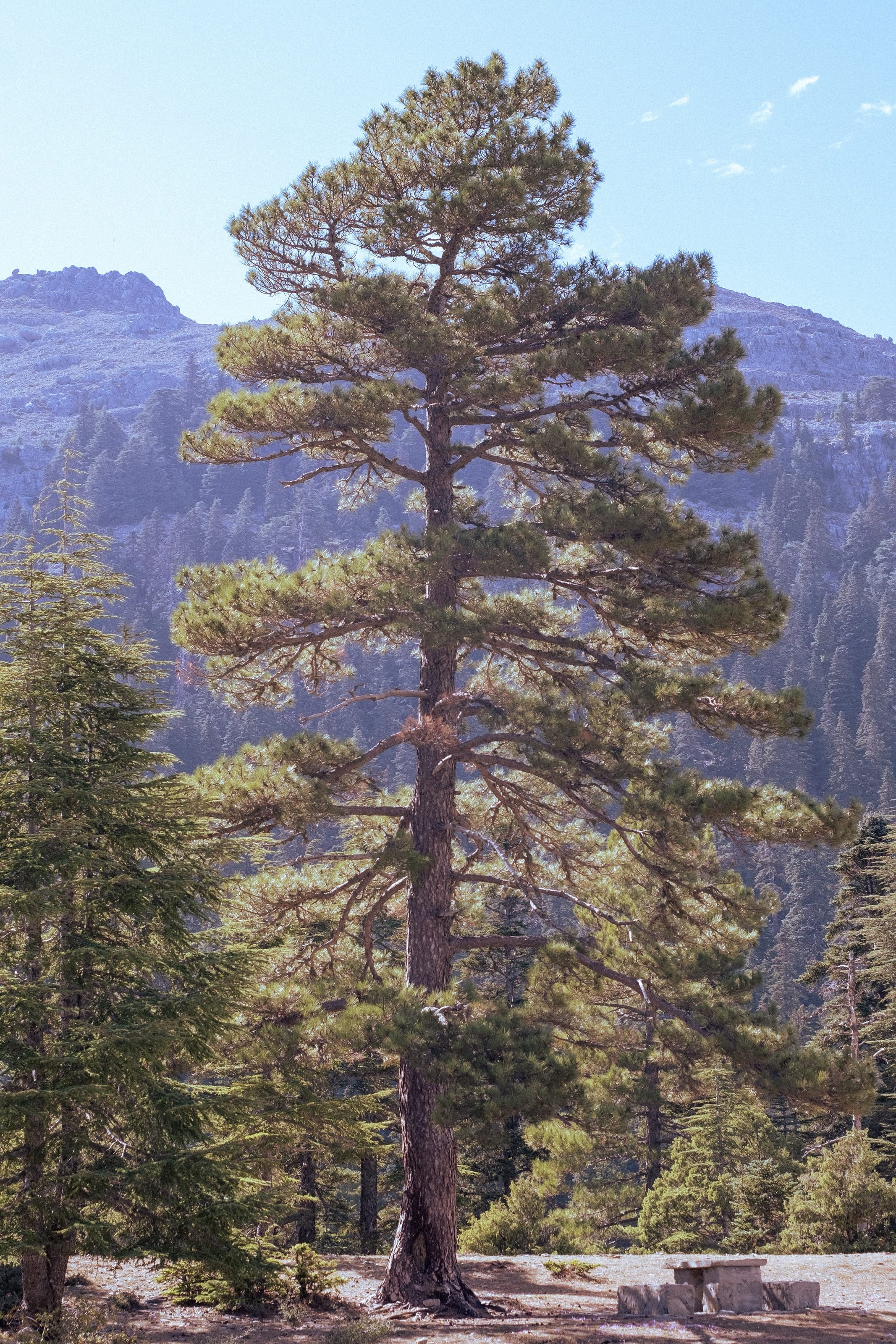 Un pino secolare che svetta nella foresta di Talassemtane